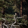 Kestrel Perched on Dead Tree - 6d9239