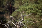Kestrel Perched on Dead Tree - 6d9287