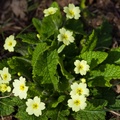 Primrose Flowers Wildflowers - pk116878