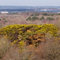 Gorse Covered Hillock - 6d9450