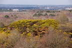 Gorse Covered Hillock - 6d9450