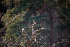 Kestrel Perched on Dead Tree - 6d9590