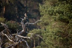 Kestrel Perched on Dead Tree - 6d9631