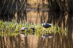 Terrapins and Coot - 6d9435