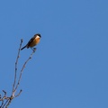 Stonechat Male Bird - 6d9753