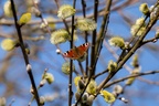 Peacock Butterfly on Catkins - 6d9703