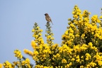 Stonechat on Gorse Flowers - 6d9762