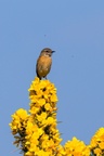 Stonechat on Gorse Flowers - 6d9816