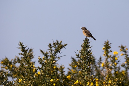 Female Stonechat on Gorse - 6d9719