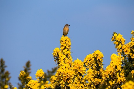 Stonechat on Gorse Flowers - 6d9816