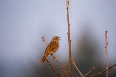  Singing Dunnock Bird - 6d9874