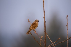 Dunnock Bird - 6d9878