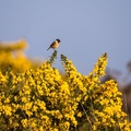 Male Stonechat on Gorse - 6d0128