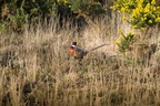 Pheasant Cock - pk117053