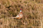 Pheasant Cock in Heather - pk117100
