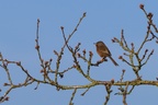 Dartford Warbler on Oak Tree - pk117095