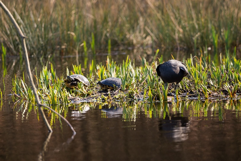 Turtles and Coot6d9439