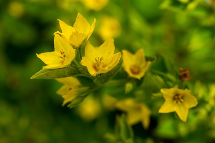 Dotted Loosestrife - 6d02743