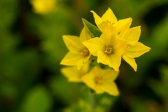 Dotted Loosestrife - 6d02745