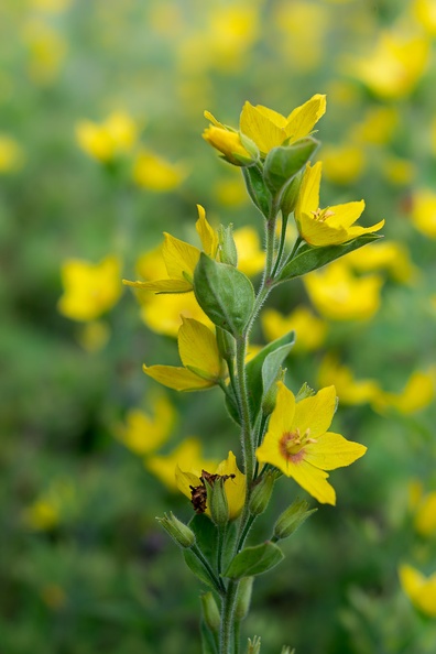 Dotted Loosestrife Plant - 6d02747
