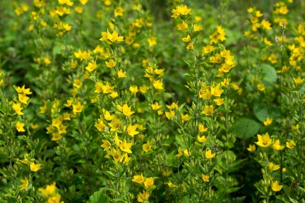 Dotted Loosestrife Flora - 6d02749