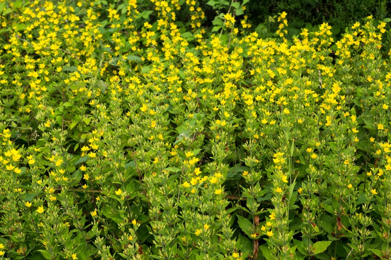 Dotted Loosestrife Flowers - 6d02740
