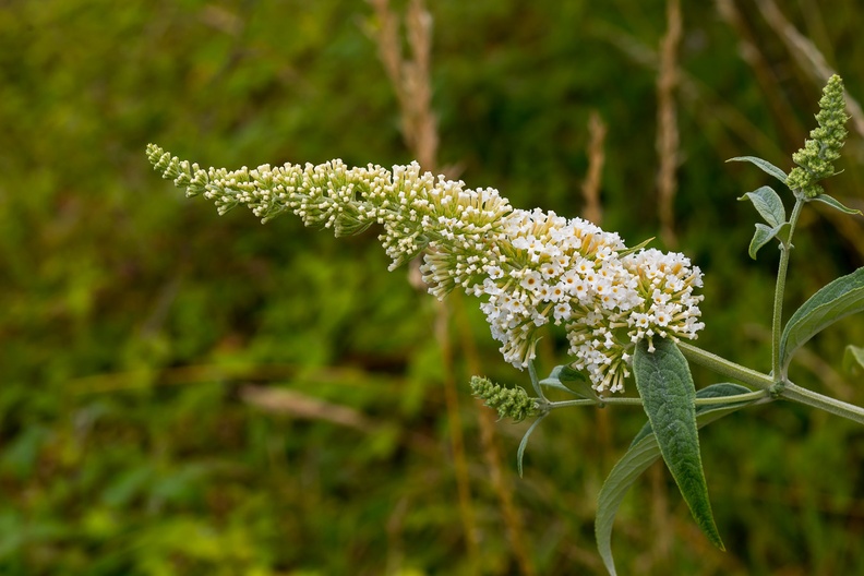 White Buddleia Flowers - 6d-02689
