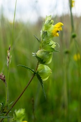 Yellow Rattle - 6d00974