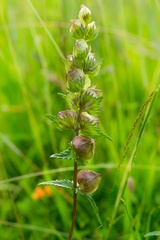 Yellow Rattle Plant - 6d00969