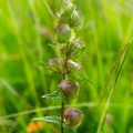 Yellow Rattle Plant - 6d00969