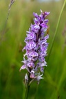 Spotted Orchid - 6d00958