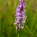 Spotted Orchid - 6d00957