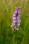 Spotted Orchid - 6d00957