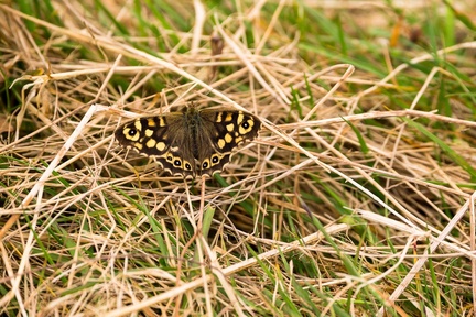 Speckled Wood Butterfly - 6d0256