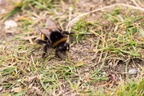 Queen Buff-tailed Bumblebee - 6d0219
