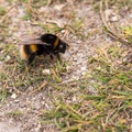 Queen Buff-tailed Bumblebee - 6d0212