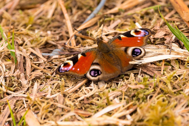 Peacock Butterfly - 6d0176