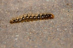 Big Hairy Caterpillar - 6d0600