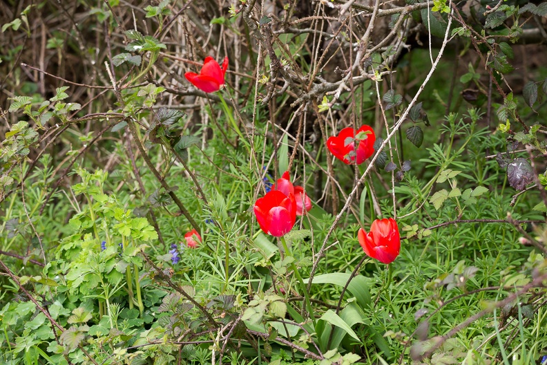 Splash of colour in Hedgerow - 6d-0549