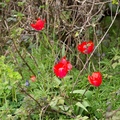 Splash of colour in Hedgerow - 6d-0549