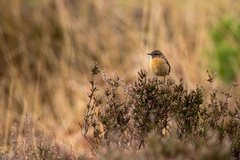Stonechat on Heather - 6d0343