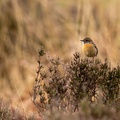 Stonechat on Heather - 6d0343