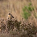 Stonechat on Heather - 6d0359