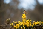 Stonechat on Gorse - 6d-0371
