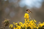 Stonechat on Gorse - 6d0365