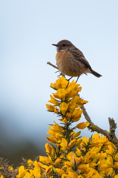 Stonechat on Gorse - 6d0376