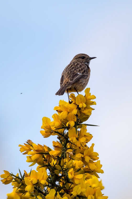 Female Stonechat on Gorse - 6d0487