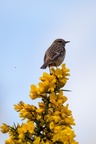 Female Stonechat on Gorse - 6d0487