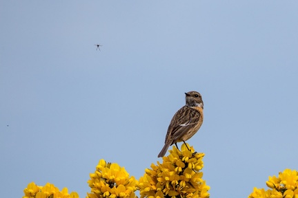 Stonechat Eying Up Fly - 6d0519