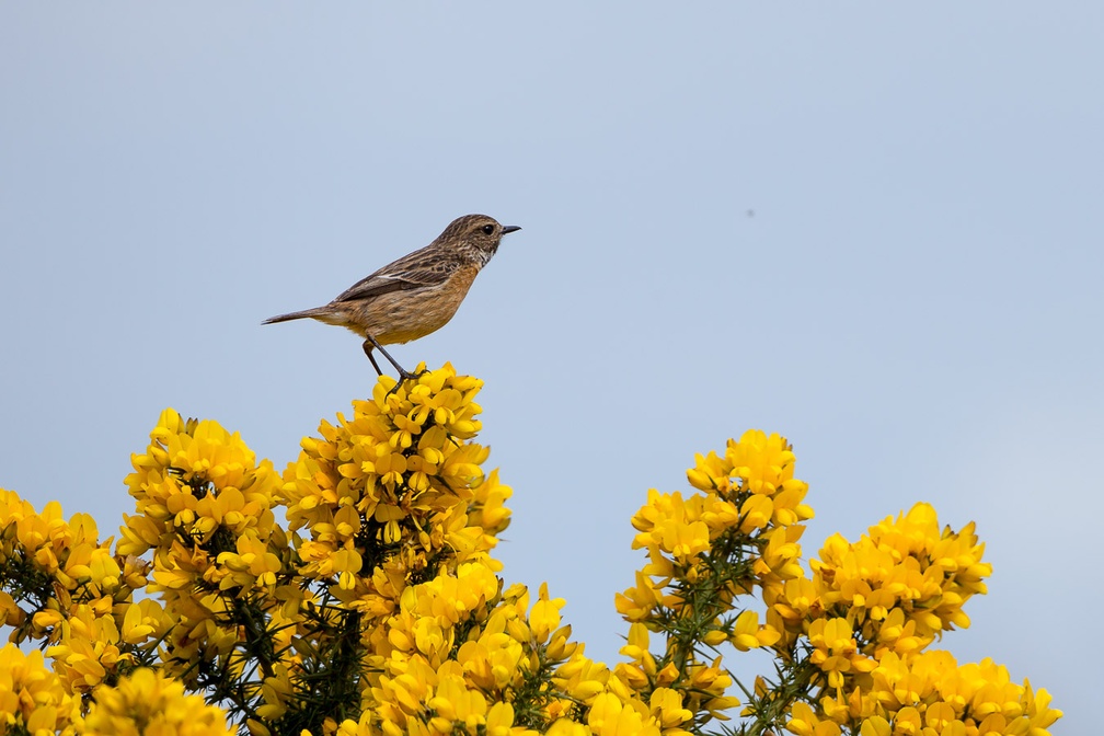 Stonechat Eying Up Fly - 6d0522
